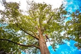Best Tree Removal  in Florence, MS