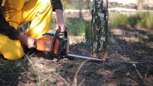 Best Stump Grinding and Removal  in Florence, MS