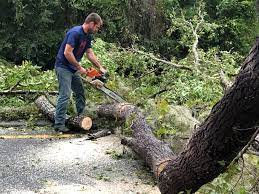 How Our Tree Care Process Works  in  Florence, MS