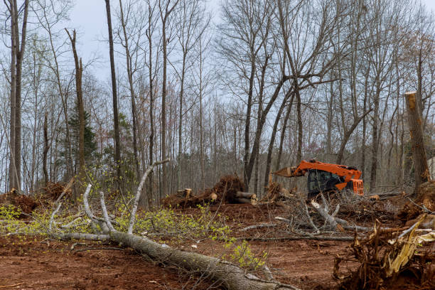 Seasonal Cleanup (Spring/Fall) in Florence, MS
