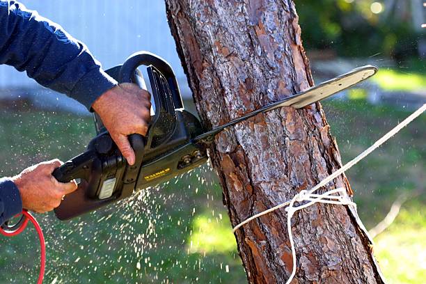 Best Tree Preservation Services  in Florence, MS