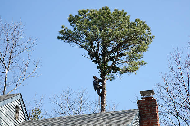 Professional Tree Care in Florence, MS