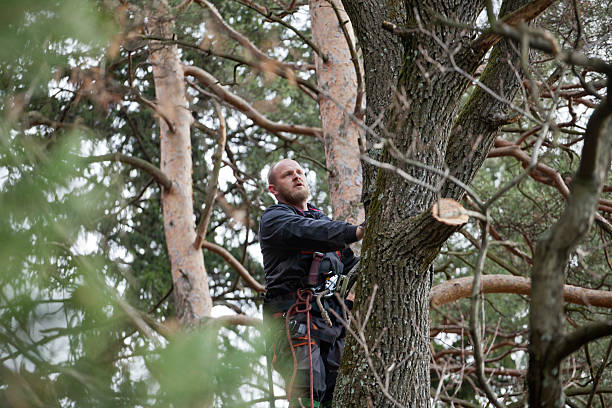 Best Fruit Tree Pruning  in Florence, MS
