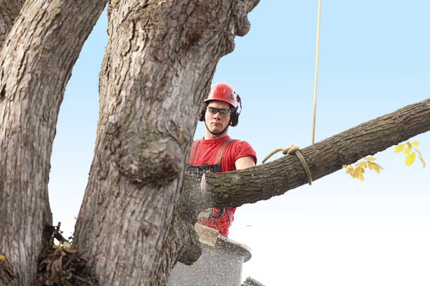 Best Tree Maintenance Programs  in Florence, MS